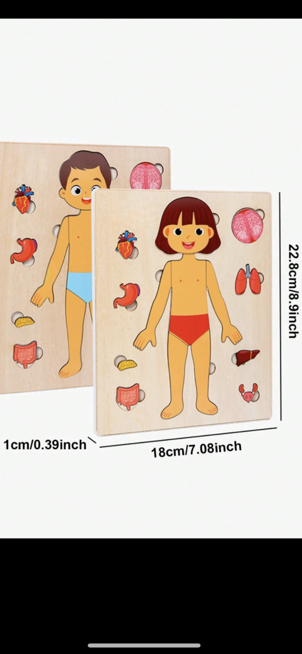 Puzzle en bois sur l'anatomie du corps humain – Image 5